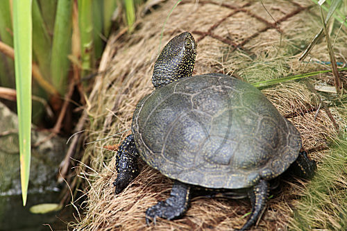 Europäische Sumpfschildkröte