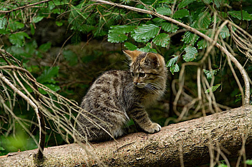 Wildkatze