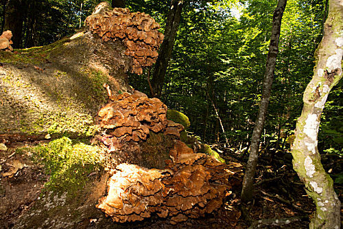 Urwald Mittelsteighütte