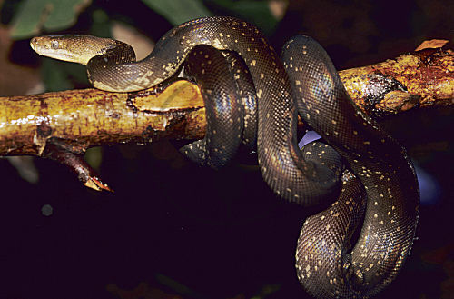Macklots Python