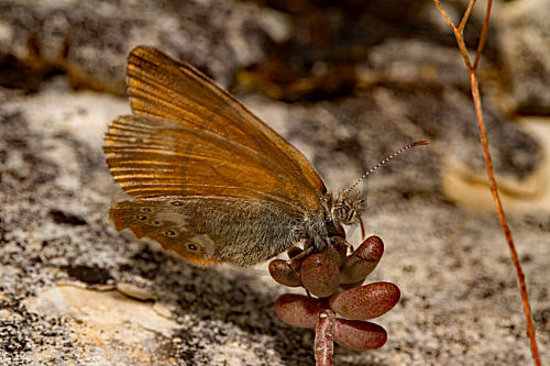 Rotbraunes Wiesenvögelchen