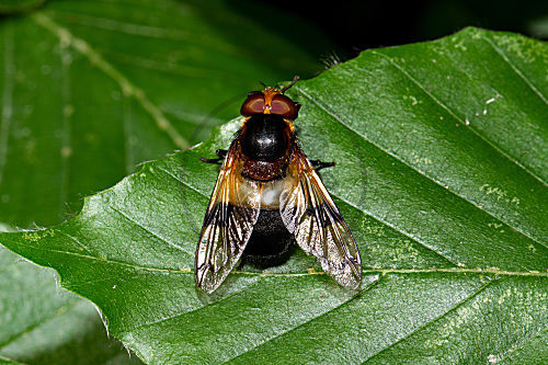 Gemeine Waldschwebfliege