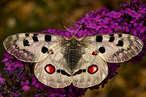 Apollofalter