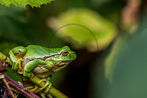 Europäischer Laubfrosch
